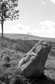 Greyhound sculpture, Parson Cross Park