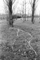 Surface root of Poplar tree in Attercliffe Cemetery