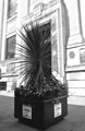 Display for Entente Florale outside the Central Library, Surrey Street