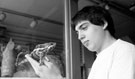 Shop Assistant, Dominic Podmore feeding a panther chameleon, The Snake Shop, No. 678, Attercliffe Road