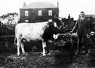 Mr. Payne with his Prize Cow, Hall Farm, Tinsley, (Cuthbert's Farm)