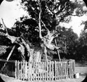 Wharncliffe Oak, Wharncliffe Crags