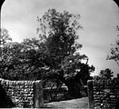 Wharncliffe Oak, Wharncliffe Crags