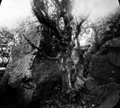 Tree in centre of Slanting Rock, Wharncliffe Crags