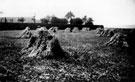 Harvesting on Moonshine Lane