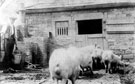 Pig Keeping, Myrtle Bank Farm, Heeley