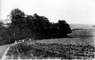 Cabbage field at Hazelbarrow Farm