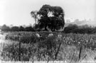 Springwell Nursery belonging to George Firby, Southey Green Road