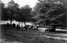 Grounds of Holt House, cows grazing