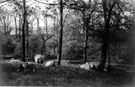 Grounds of Holt House, sheep grazing