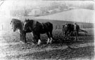 Spring tined drag, with roller in background, Myrtle Bank Farm at Handsworth looking towards Richmond Road