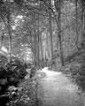 Whiteley Woods, River Porter on left