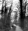 Whiteley Woods, River Porter on left