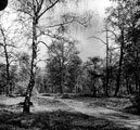 Silver Birches, Wharncliffe Woods