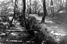 Ryecroft Glen, Ecclesall Woods