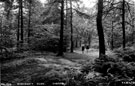 Ryecroft Glen, Ecclesall Woods