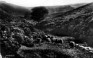 Langsett Moors