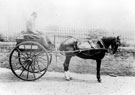 Horatio Clark Hirst with his pony and trap in unidentified location