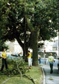 View: t03096 Tree surgeons lopping trees, Lydgate Lane