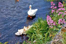 Flowers; duck and ducklings with the gabions filled with stones to strengthen the riverbank, Five Weirs Walk near the Bailey Bridge