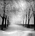 Cemetery Avenue, Sharrow