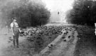 Pheasants being reared at Wentworth Woodhouse, Rotherham