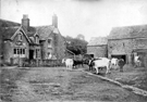  Cows at Birch Farm, Little Norton Lane