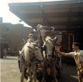 View: v00080 Horse drawn dray at Tennant Brothers Ltd., Exchange Brewery, Bridge Street