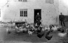 Old' Mrs Mott feeding the poultry at Mason Lathe/Low House, Nether Shire Green, off Bellhouse Road