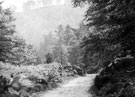 Woodland at Strines, Derbyshire