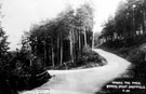 Among the pines', Wyming Brook Drive, Rivelin