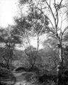 Silver birches at Rivelin