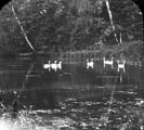 Swans on unidentified lake, possibly a dam in the Endcliffe area