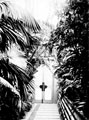 View: y00832 Interior of glass house, Botanical Gardens