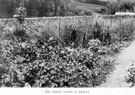 The School Patch, part of a series of lessons in Nature Study-mainly Plant Life, in the School garden by Headmaster J. Eaton Feasey, using pupils from Nethergreen School also known as Ranmoor School)