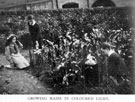 Growing maize in coloured light', part of observational studies in Plant Life, Light etc., by Headmaster, J. Eaton Feasey, using pupils from Nethergreen School (also known as Ranmoor School)