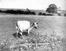 Cow in a field at Holmesfield