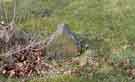 View: a03175 Christ Church graveyard, Dore.  