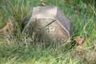 View: a03177 Christ Church graveyard, Dore.  Smallpox grave marker?