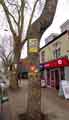 View: a03534 Trees on Ecclesall Road - at risk of being cut down by Sheffield City Council contractors