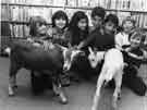 View: s29948 Animals from Heeley City Farm in Highfield Library, London Road