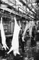 View: s31364 Pig splitting in progress, Sheffield Corporation Abattoir, Cricket Inn Road