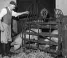 View: s34447 Weighing pigs for market, Longley Hall Farm, Crowder Road