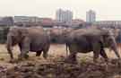 Indian Circus elephants on land near Meadowhead close to the Nag's Head roundabout