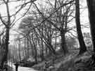 View: s44244 Storm damage on Whiteley Wood Road, Ecclesall