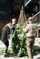 View: t09734 South Riding Folk Network. Constructing an artificial tree at 'Mayfest' event at Kelham Island Museum