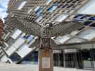 View: a05408 Allen the Peregrine, The Diamond Building, Faculty of Engineering, University of Sheffield