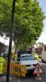 Protest against the felling of street trees, Swaledale Road