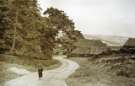 View: a06939 Photographer, William Beckett's wife, Annie, walking down Moor Lane, Wigtwizzle, near Bolsterstone