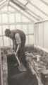 Woodthorpe School, Woodthorpe Road - digging in peat in the greenhouse